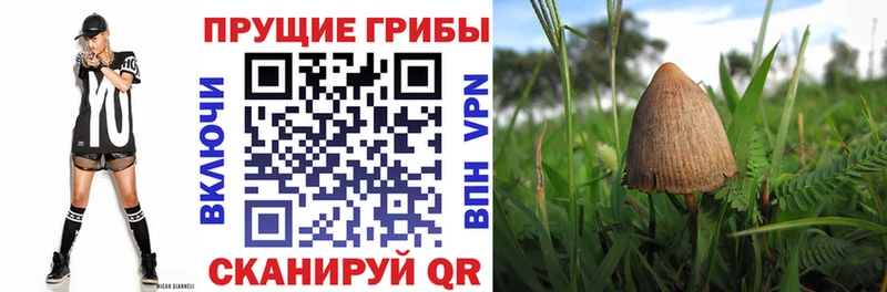 KRAKEN вход  Приморск  Галлюциногенные грибы мицелий 
